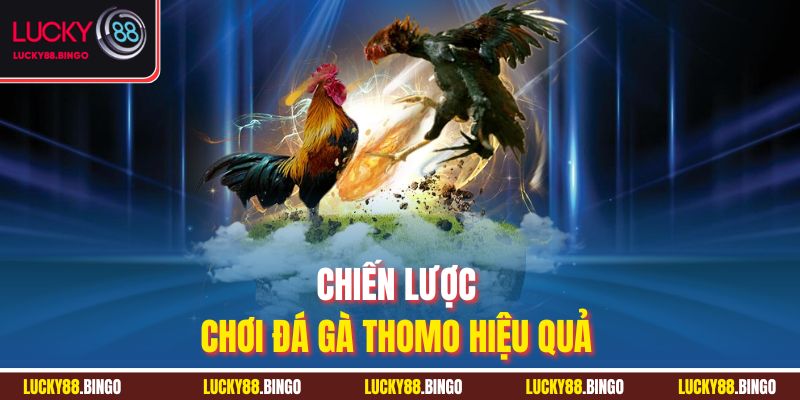 Chiến lược chơi đá gà Thomo hiệu quả