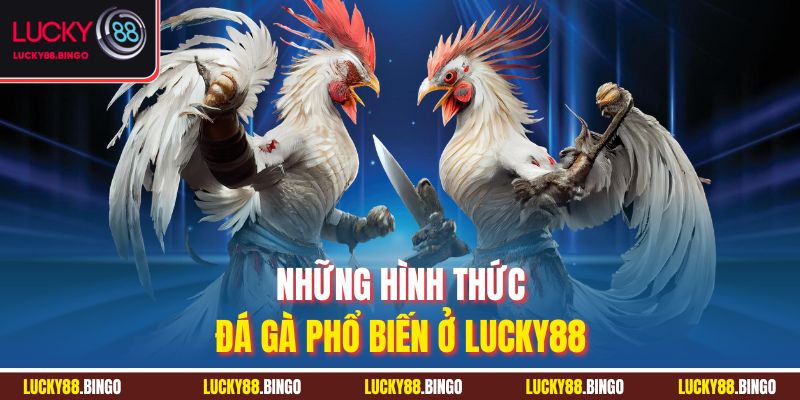 Những hình thức đá gà phổ biến ở Lucky88