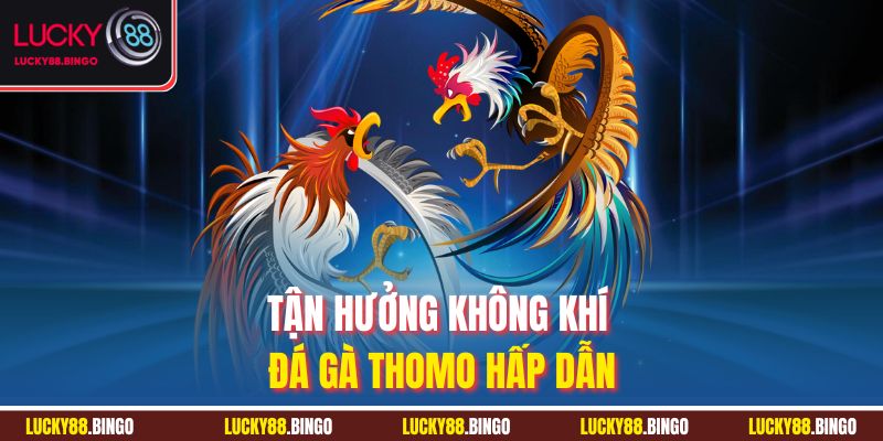 Tận hưởng không khí đá gà Thomo hấp dẫn