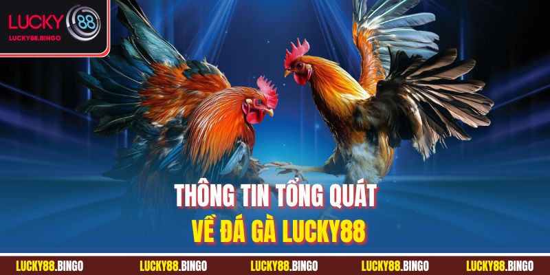 Thông tin tổng quát về đá gà Lucky88